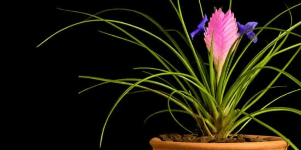 low light plant-pink quill