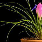 10 Unique Low Light Plants That Will Turn You Into  A Plant Lover