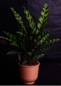 calathea-exotic low light indoor plant