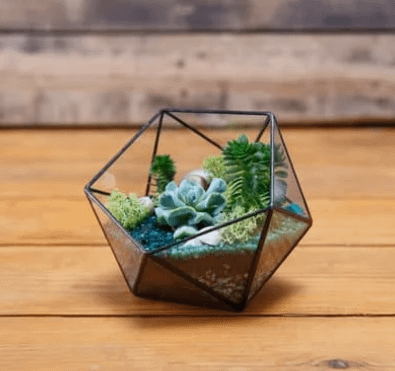terrarium arranged in a polygonal glass planter showing the results of terrarium gardening