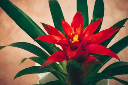 red flowering bromeliad-unique low light indoor plant