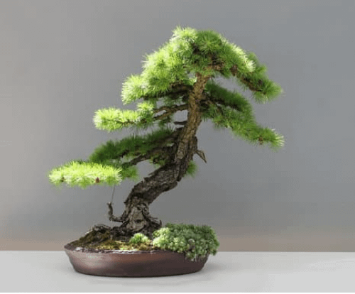 indoor plant display-bonsai