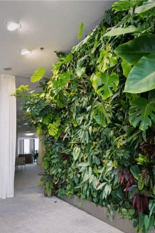 an example of vertical gardening or green wall in the indoor of a house