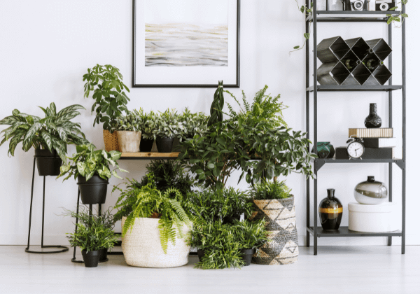 houseplants displayed in an aesthetic manner