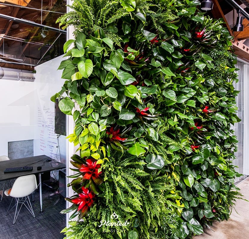 living wall with different type of plants
