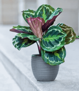 unique indoor plant calathea