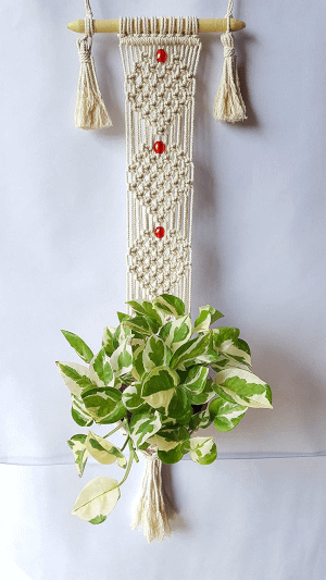 hanging planter with a plant