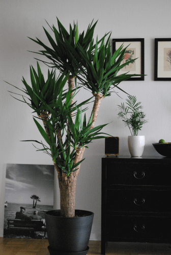 indoor low light plant yucca planted in a planter