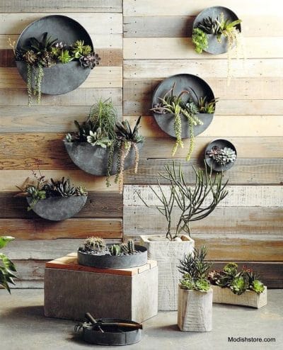 circular wall planters with indoor plants