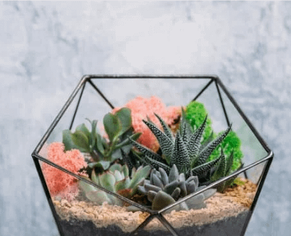 a terrarium garden aesthetically arranged in a polygonal glass planter