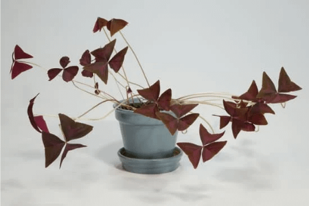 oxalis- rare low light indoor plants
