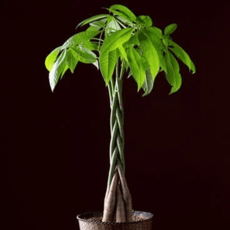 rare low light indoor plant malabar chestnut