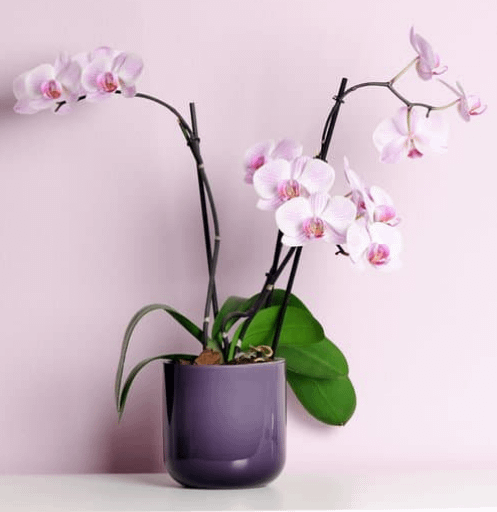 a planter with indoor plant-orchid
