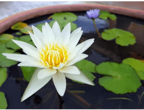 water lily plant in a planter
